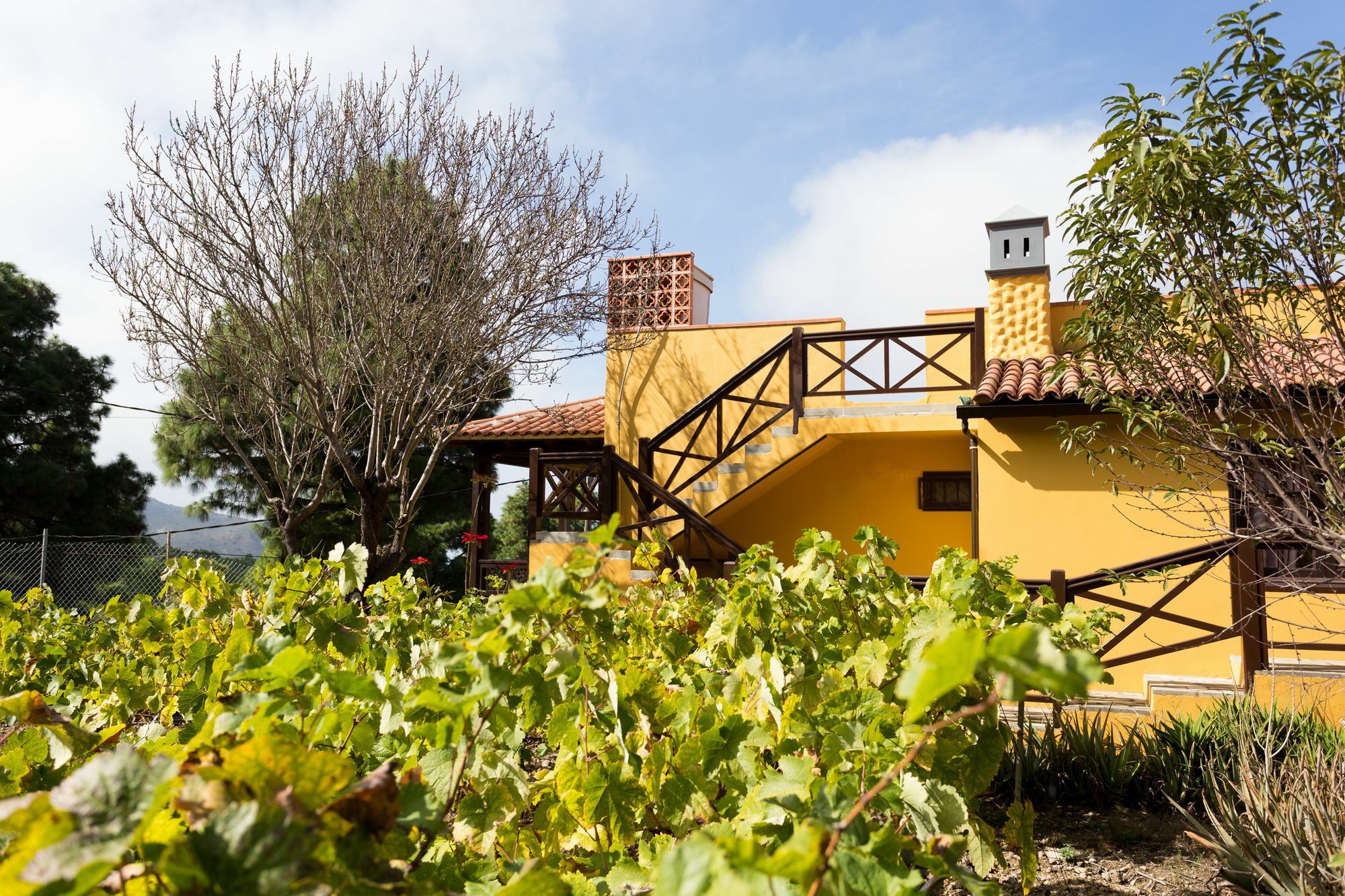 Finca Casa Yaya Icod De Los Vinos Exterior foto